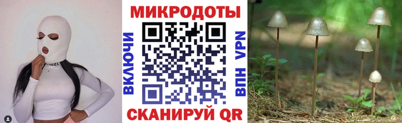 Купить  Оса  Галлюциногенные грибы Psilocybine cubensis 